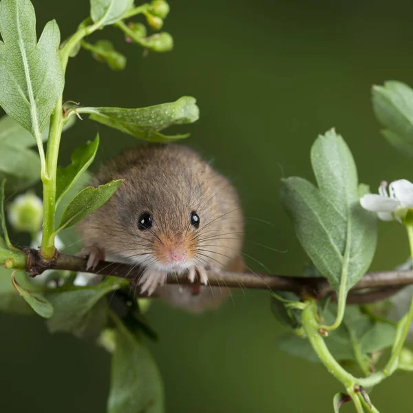 Entzückende süße Ernte Mäuse micromys minutus auf weißen Blüten foli — Stockfoto