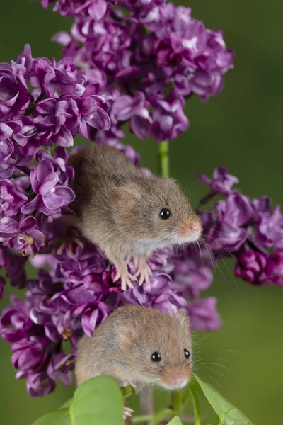 Adorable cute harvest mice micromys minutus on pink flower folia — Stock Photo, Image