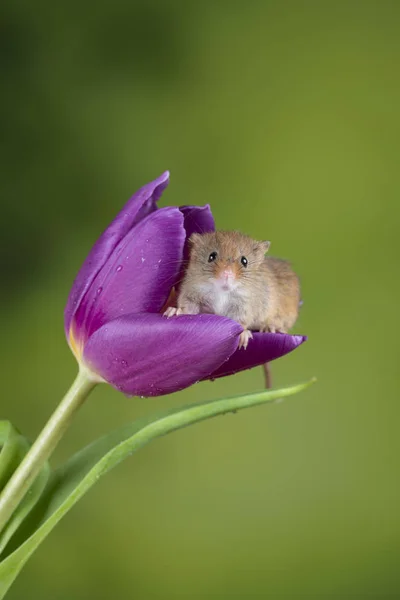 Imádnivaló aranyos betakarítás egerek Micromys minutus a lila tulipán flow — Stock Fotó