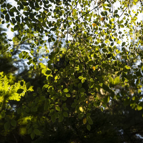 Yeni ormanda sonbahar renkli güzel canlı sonbahar ağaçları — Stok fotoğraf