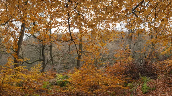 Belo panorama vibrante colorido da floresta floresta Outono Fa — Fotografia de Stock