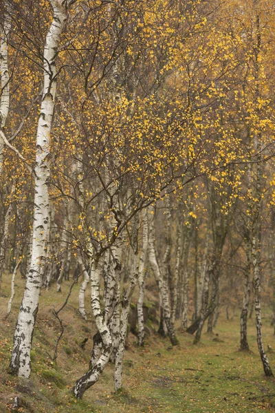 Csodálatos kilátás nyílik az arany levelek az őszi erdő ezüst Birch — Stock Fotó