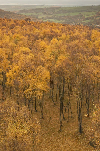 Niesamowity widok na szczyt srebrnego brzozowego lasu ze złotą Lea — Zdjęcie stockowe