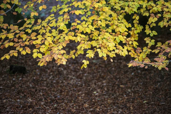 Beautiful colorful vibrant Autumn Fall forest woodland landscape — Stock Photo, Image