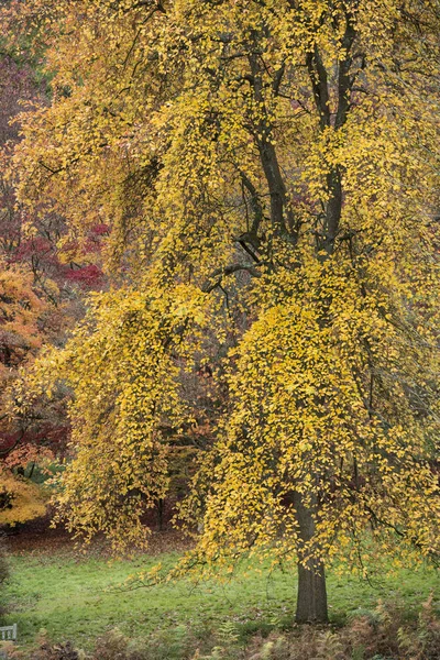 Krásný barevný pulzující podzim lesní lesní krajina — Stock fotografie