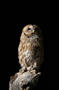 Tawny Baykuş Strix Aluco çarpıcı portre siyah izole 