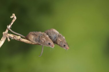 Ahşap sopa üzerinde çok güzel ve sevimli hasat fareler micromys minutus 
