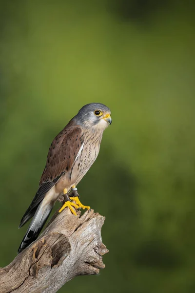 Häpnadsväckande porträtt av Kestrel Falco tinnunculus i Studio Setting — Stockfoto