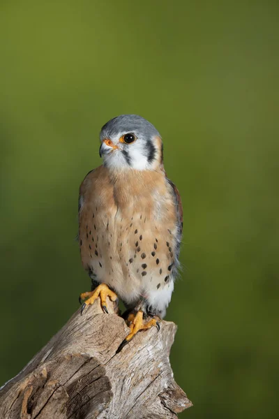 Stunning portrait of American Kestrel Falconidae in studio setti — Stock Photo, Image