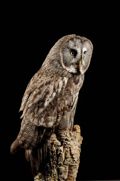Oszałamiający portret Great Grey Owl Strix nebulosa w Studio Set — Zdjęcie stockowe