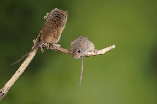 Entzückende und süße Erntemäuse micromys minutus auf Holzstab — Stockfoto