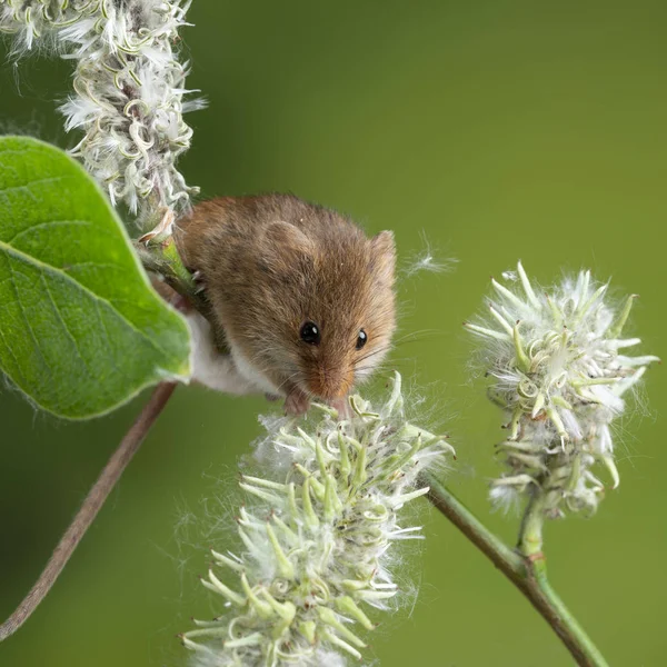 Entzückende süße Ernte Mäuse micromys minutus auf weißen Blüten foli — Stockfoto