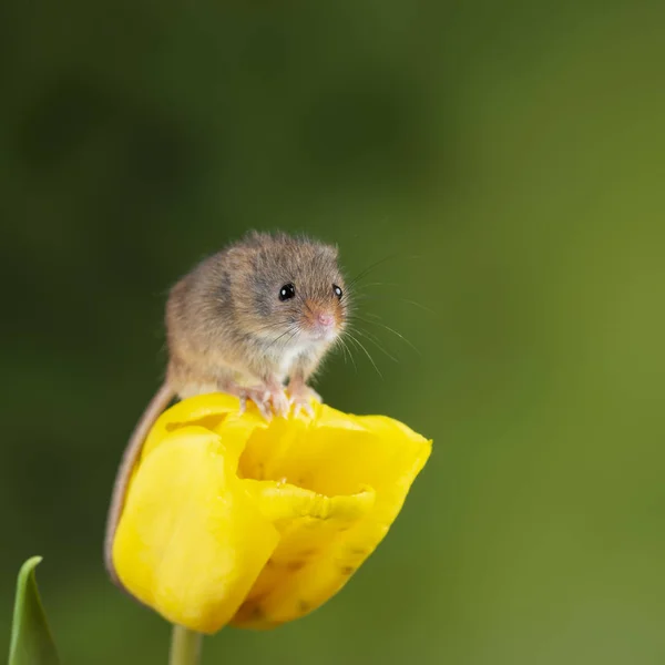 Entzückende süße Ernte Mäuse micromys minutus auf gelben Tulpenfluss — Stockfoto