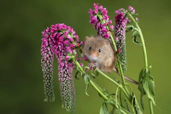 Imádnivaló Cute betakarítás egér Micromys minutus a vörös virág Folia — Stock Fotó