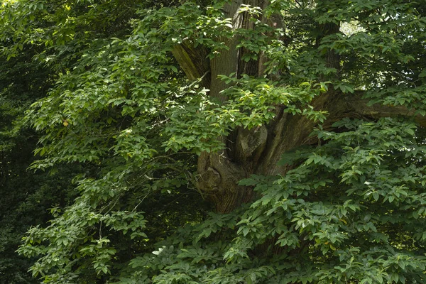 Schöne Nahaufnahme Landschaft lebendiges Bild der Esche fraxinus zeichnen — Stockfoto