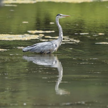 Çarpıcı Gri Heron Ardea Cinerea av gıda sırasında wading 