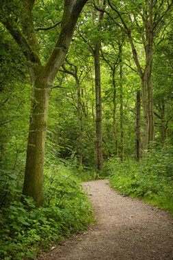 Canlı gr ile sarma patika güzel manzara görüntü