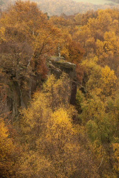 Krásný barevný živý lesní Les podzim podzim krajina — Stock fotografie
