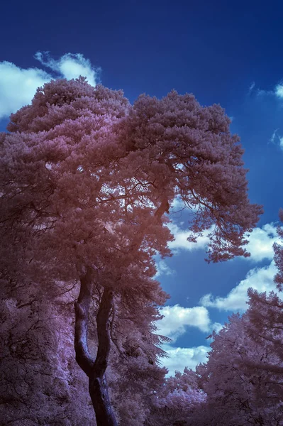 Stunning infrared landscape image of forest in English countrysi — Stock Photo, Image
