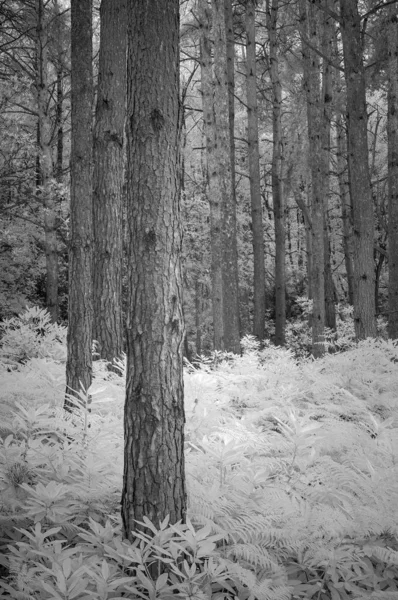 Çarpıcı tonda siyah ve beyaz kızıl ötesi Yaz manzara woodla — Stok fotoğraf