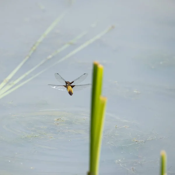 Hermosa imagen detallada de la libélula hembra Broad Bodied Chaser — Foto de Stock