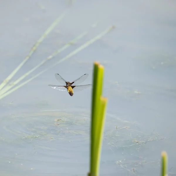 Beautiful detailed image of female Broad Bodied Chaser dragonfly — Stock Photo, Image