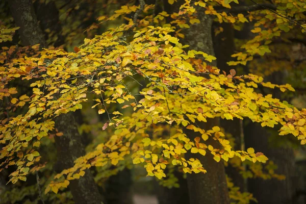Όμορφα πολύχρωμα ζωντανά φθινόπωρο δάσος δασικό τοπίο — Φωτογραφία Αρχείου