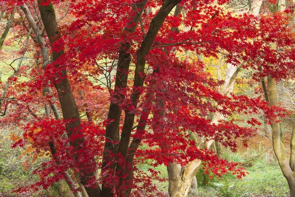 Beaux colorés rouge vif et jaune érable japonais arbres i — Photo