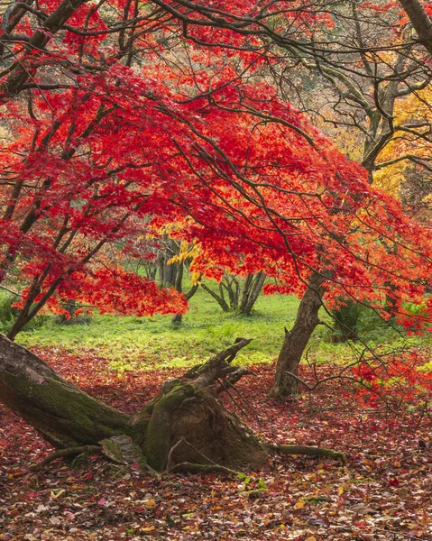 Hermoso colorido vibrante rojo y amarillo arce japonés árboles i —  Fotos de Stock