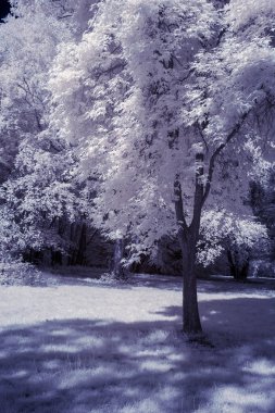 İngilizce countrysi orman Çarpıcı kızılötesi manzara görüntüsü