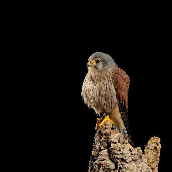 Потрясающий перенос Kestrel Falco Tinnunculus в студию — стоковое фото