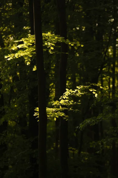Schöne Frühlingslandschaft Bild des Waldes der Buchen mit d — Stockfoto