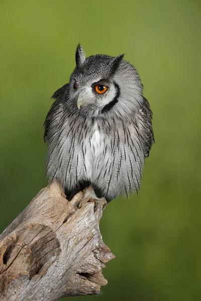 Bedövning porträtt av sydlig vit belagd Uggla Ptilopsis granti i — Stockfoto