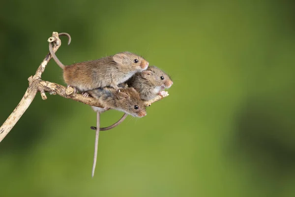 Entzückende und süße Erntemäuse micromys minutus auf Holzstab — Stockfoto