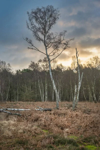 Krásný podzim podzim zima lesa lesní krajině výtvarného umění — Stock fotografie