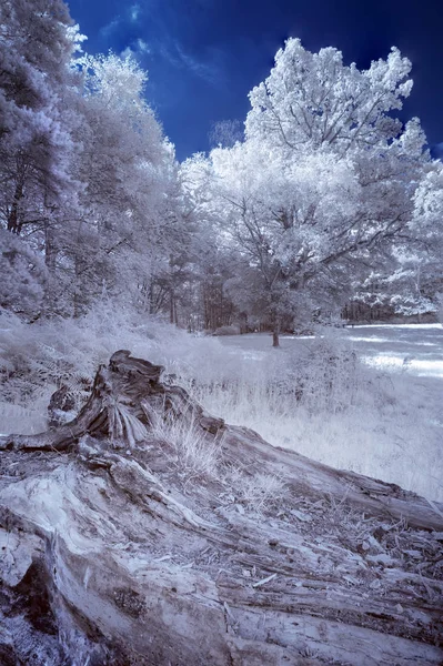 Atemberaubende Infrarot-Landschaftsaufnahme des Waldes in englischer Sprache — Stockfoto