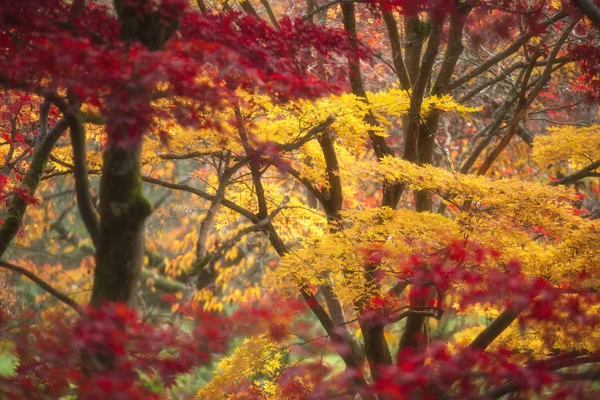 Beaux colorés rouge vif et jaune érable japonais arbres i — Photo