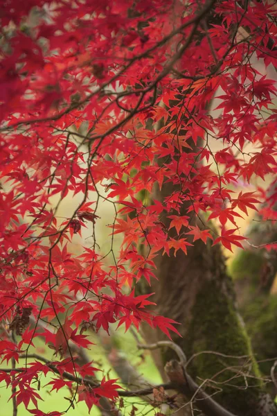 Beaux colorés rouge vif et jaune érable japonais arbres i — Photo