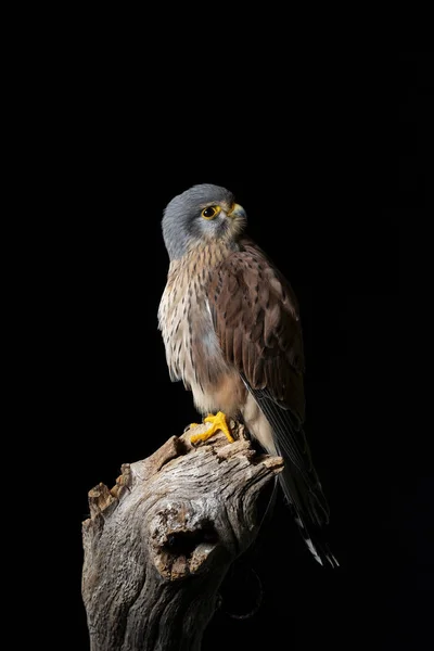 Потрясающий перенос Kestrel Falco Tinnunculus в студию — стоковое фото
