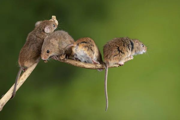 Imádnivaló és aranyos betakarítás egerek Micromys minutus a fa Stick — Stock Fotó