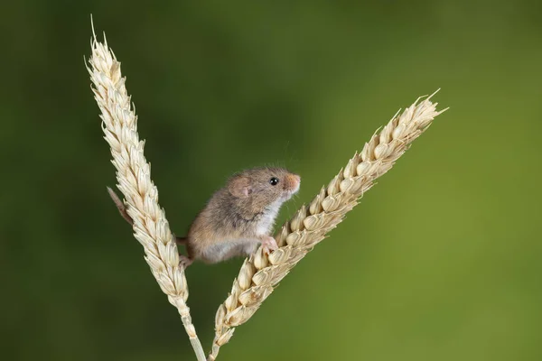 Adorable cute harvest mice micromys minutus on wheat stalk with — Stock Photo, Image