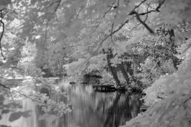 İngilizce countrysi orman Çarpıcı kızılötesi manzara görüntüsü