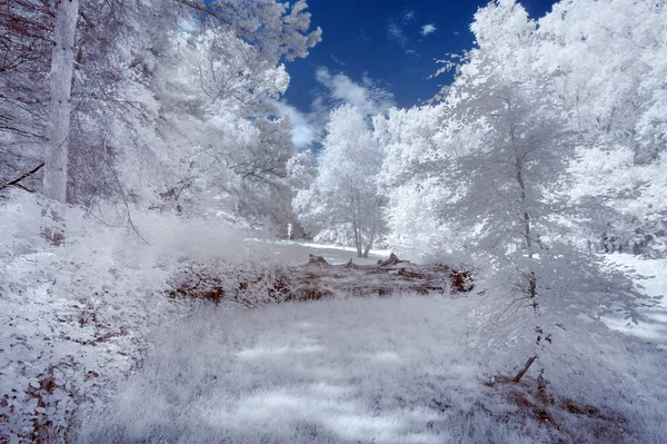 Bedövning infraröd landskap bild av skog i engelska Yo — Stockfoto