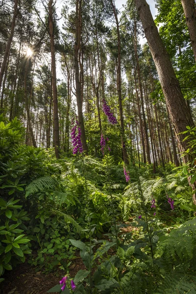 Bela imagem paisagem florestal de luvas de raposa em meio a verde exuberante — Fotografia de Stock