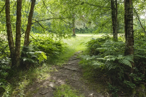 Stunning Summer landscape image of lush green forest trees and f — Stock Photo, Image