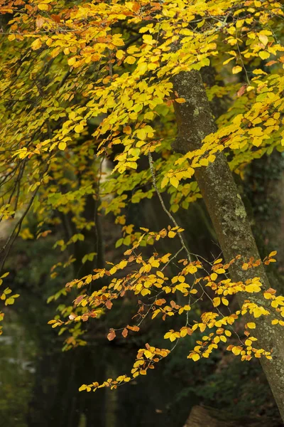 Όμορφα πολύχρωμα ζωντανά φθινόπωρο δάσος δασικό τοπίο — Φωτογραφία Αρχείου