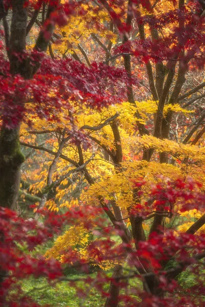 Schöne bunte lebendige rote und gelbe japanische Ahornbäume i — Stockfoto