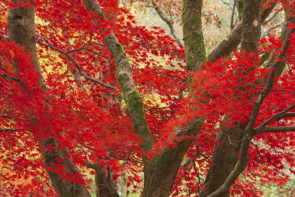 Piękny kolorowy żywy czerwony i żółty japoński klon drzew i — Zdjęcie stockowe