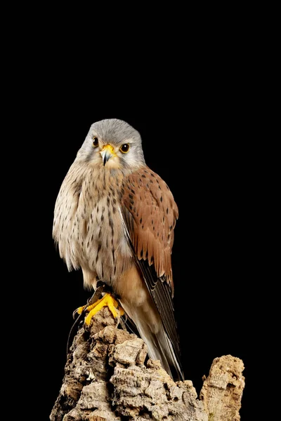 Impresionante portait de Kestrel Falco Tinnunculus en ambiente de estudio — Foto de Stock