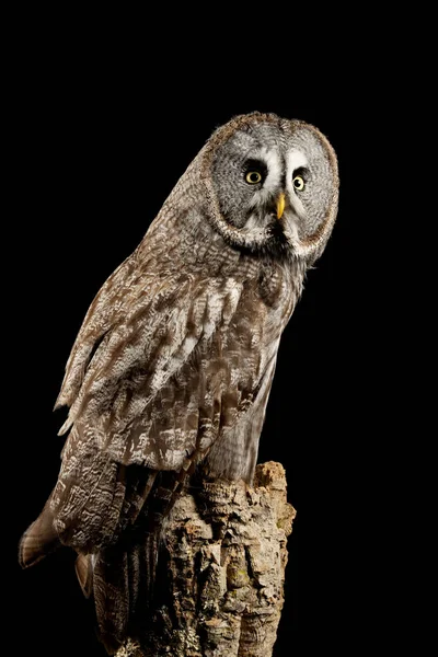 Häpnadsväckande porträtt av Great Grey Owl Strix nebulosa i Studio Set — Stockfoto